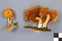 Gymnopilus penetrans image